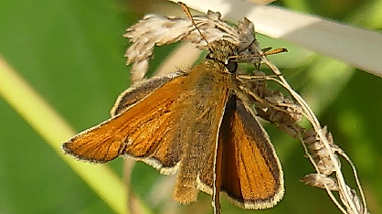 Auf  zarten Flügeln durch den Sommer