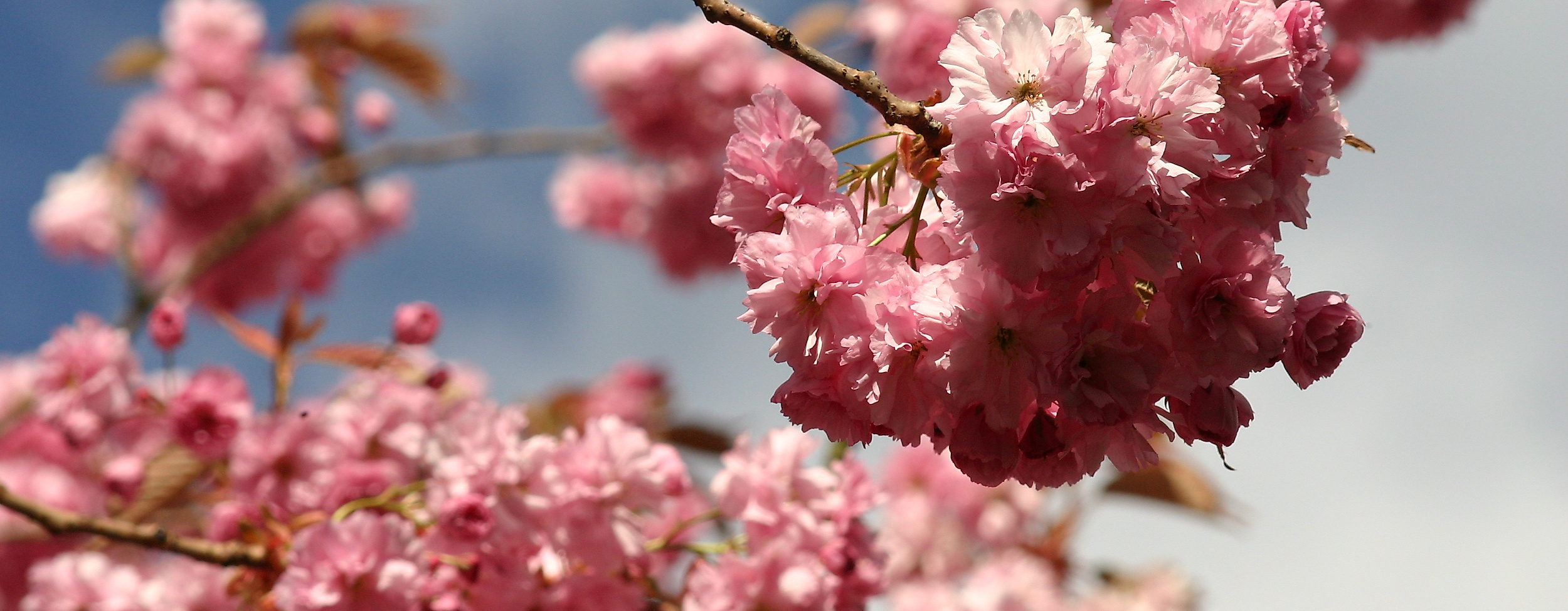 Japanese Cherryblossom Festival