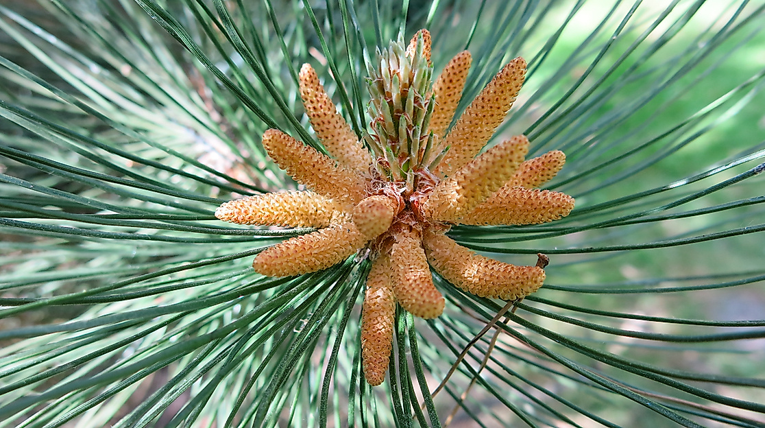 ars-eco-lab-zapfen-Nadelbäume