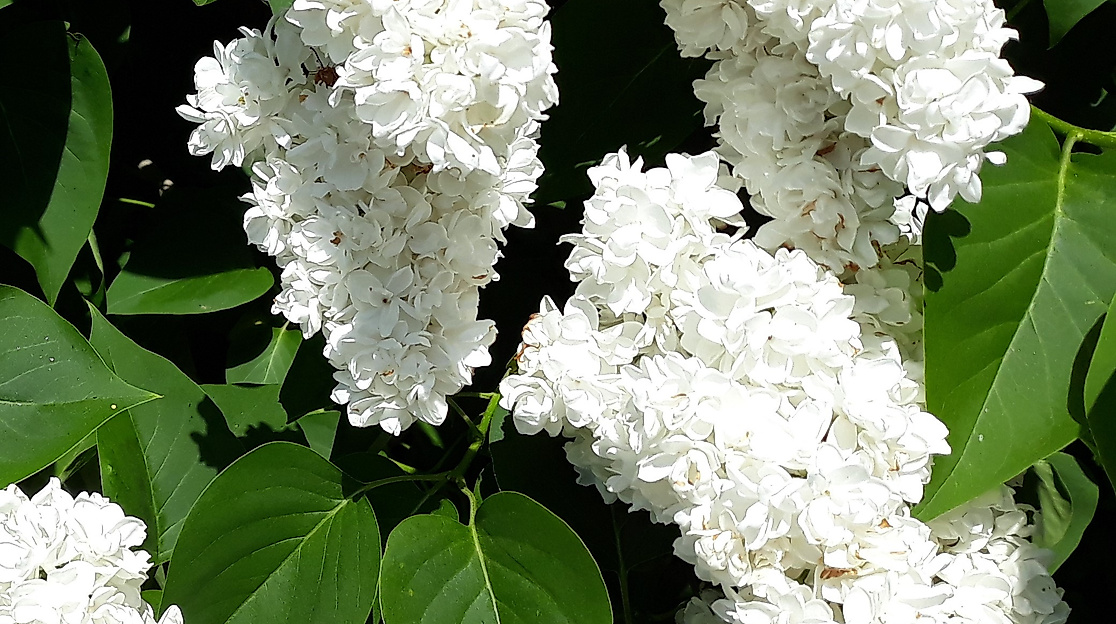 Pfingstgottesdienst mit anschl. Brunch
