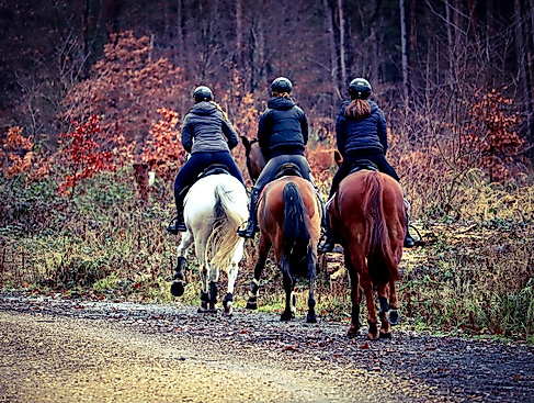 3. Wingster Reiter Rallye