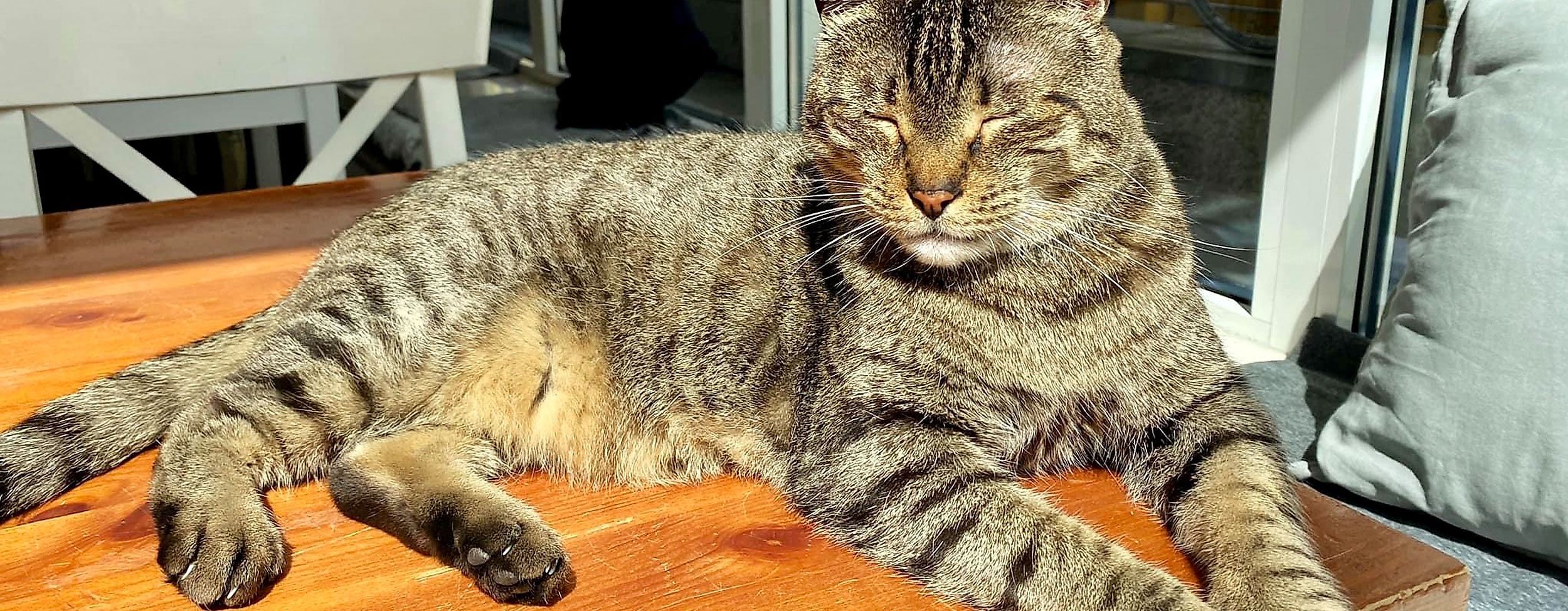 Katers Köök Cat Newman