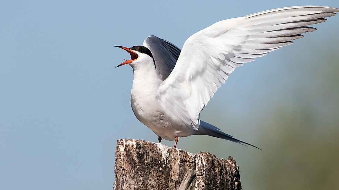 Bootsfahrt zur Flussseeschwalbeninsel
