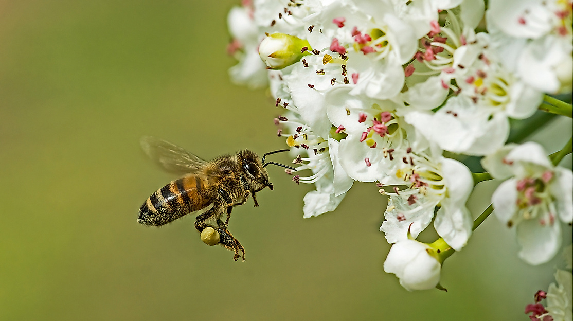 Honigbiene im Anflug