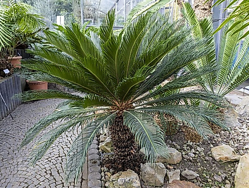 Führung: "Palmfarne - lebende Fossilien aus einer anderen Zeit"