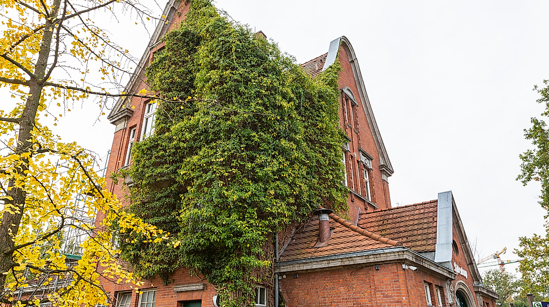 Backsteinhaus mit grün bewachsenem Giebel vor herbstlich gelbem Laub in einem Hamburger Stadtteil.