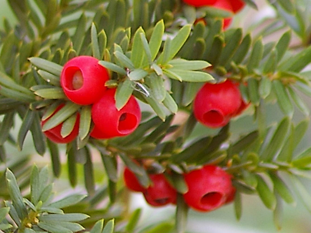 Eibe - Giftpflanze des Jahres 2011