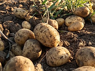 Heidekartoffeln auf dem Acker