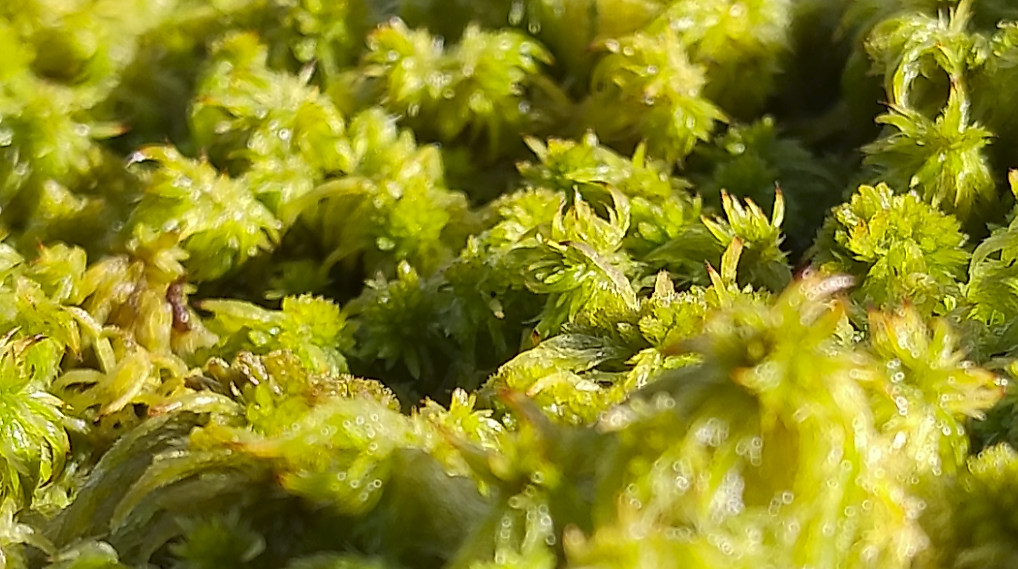 202505 Torfmoose drei