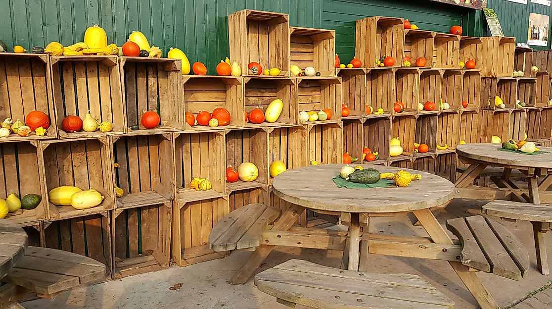 Kürbisse aufgestellt im Alten Land