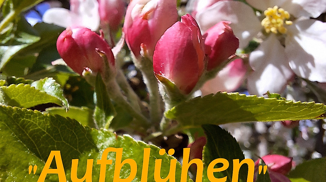 aufbluehen-01