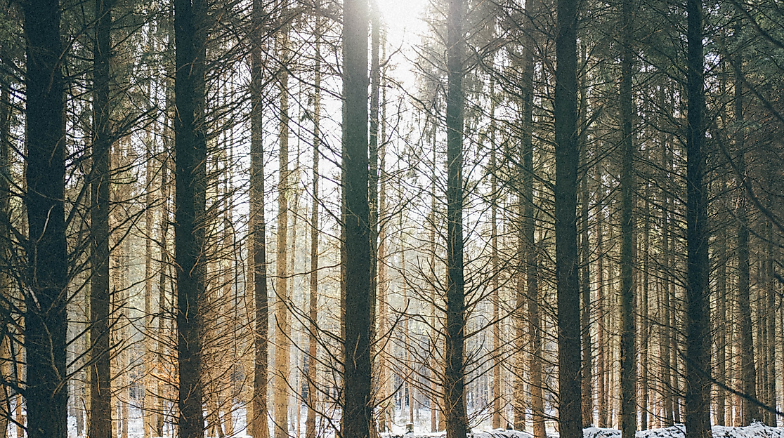 Verschneiter Sachsenwald