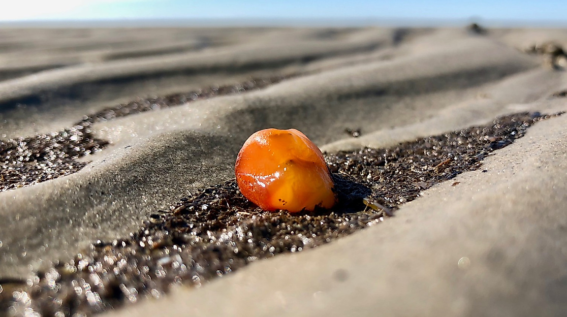 Bernstein in der Nordsee