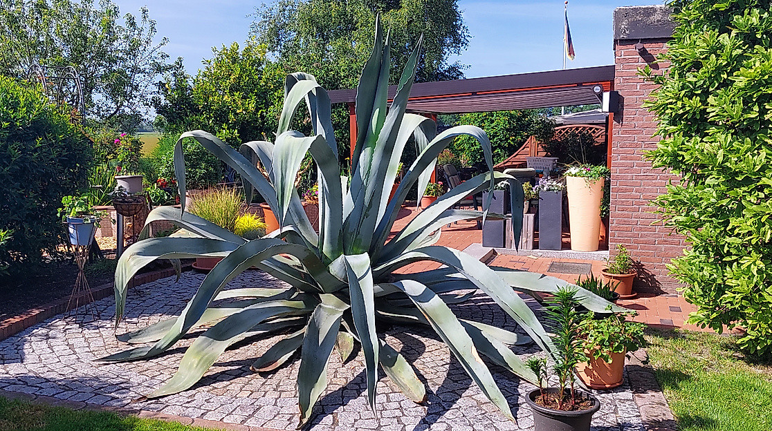 Agave im Garten Hengmith