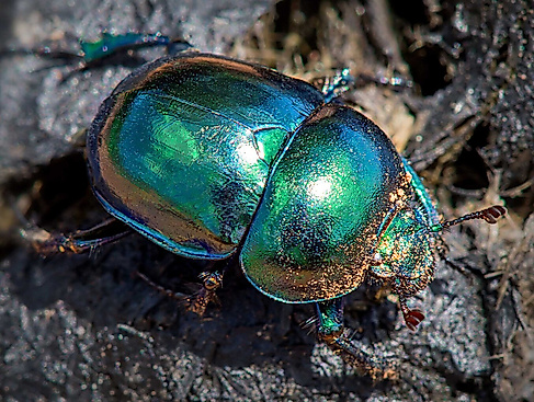 Fabelhafte Insekten - Käfer