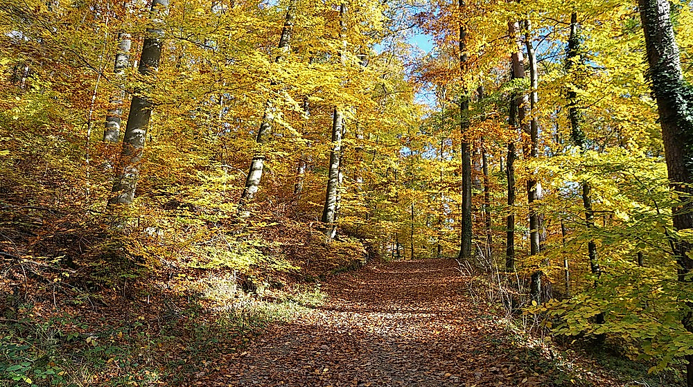 Herbstwald