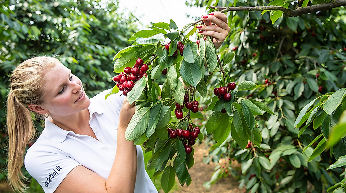 Hofführung zu Fuß mit Vitamine naschen