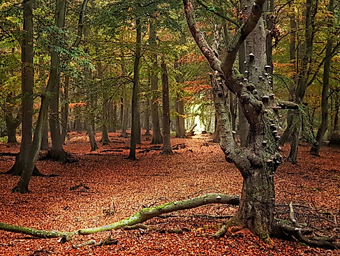 Unsere Wälder