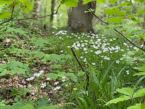 Sommerferien im Burger Waldmuseum