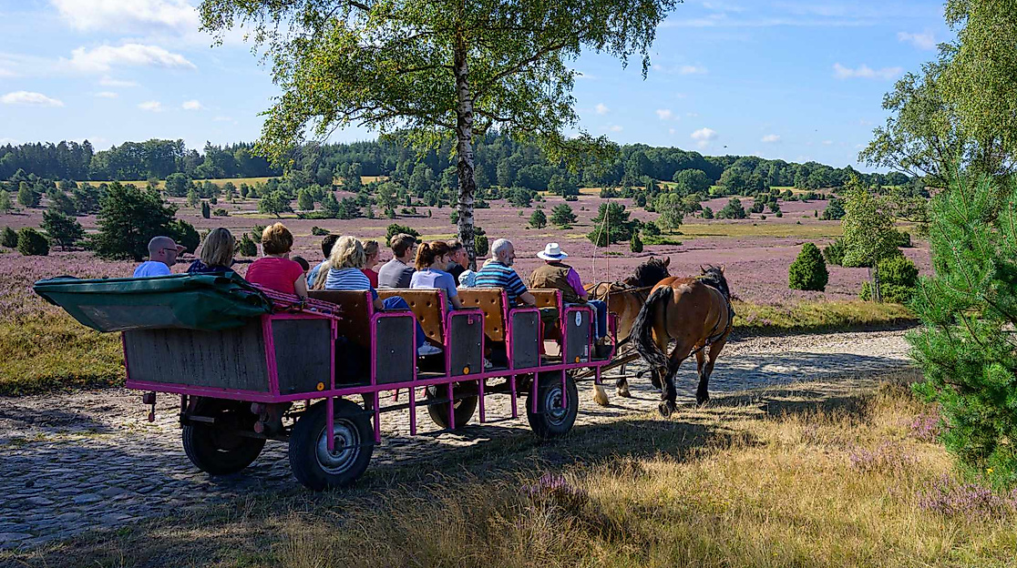Kutschfahrt ins Heidedorf Wilsede