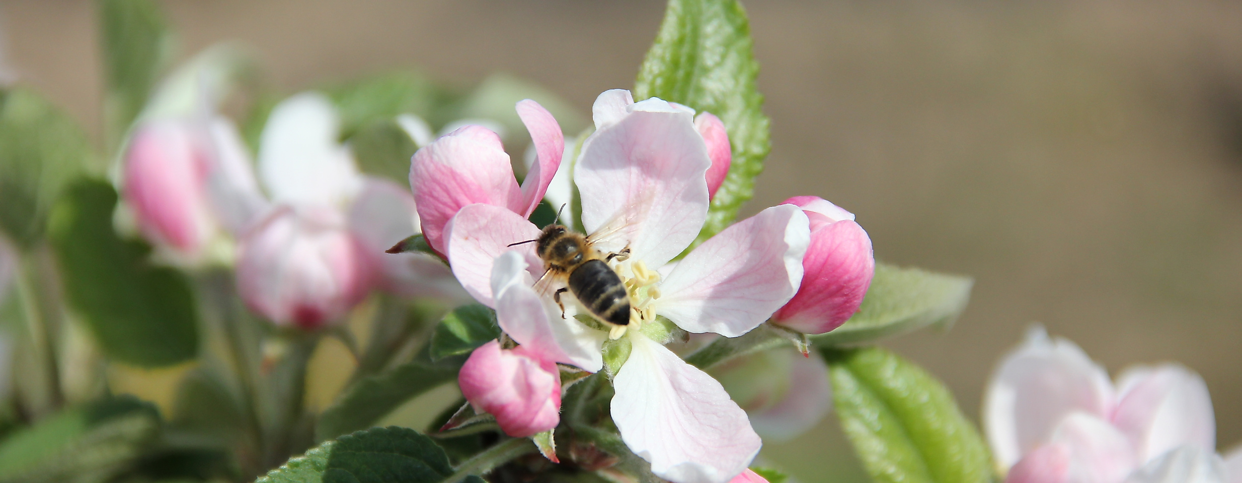 altes-land_apfelbluete_c-tourismusverein-altes-land-ev