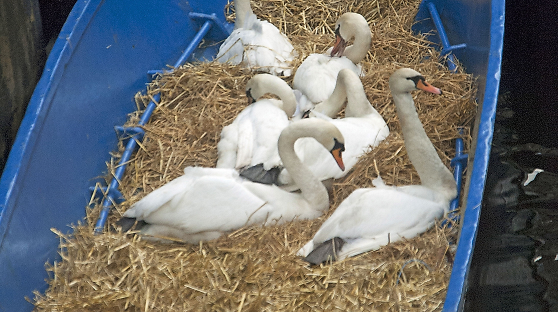 Alsterschwäne