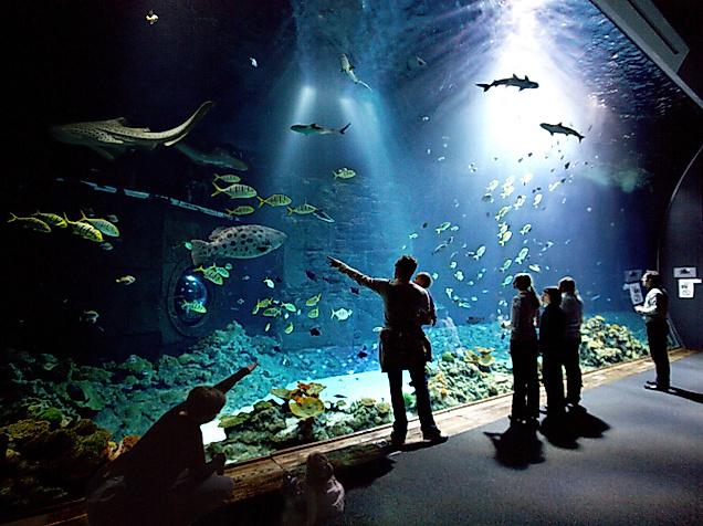 Großes Hai-Atoll im Tierpark Hagenbeck
