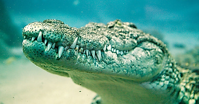 Tropical Aquarium Hagenbeck