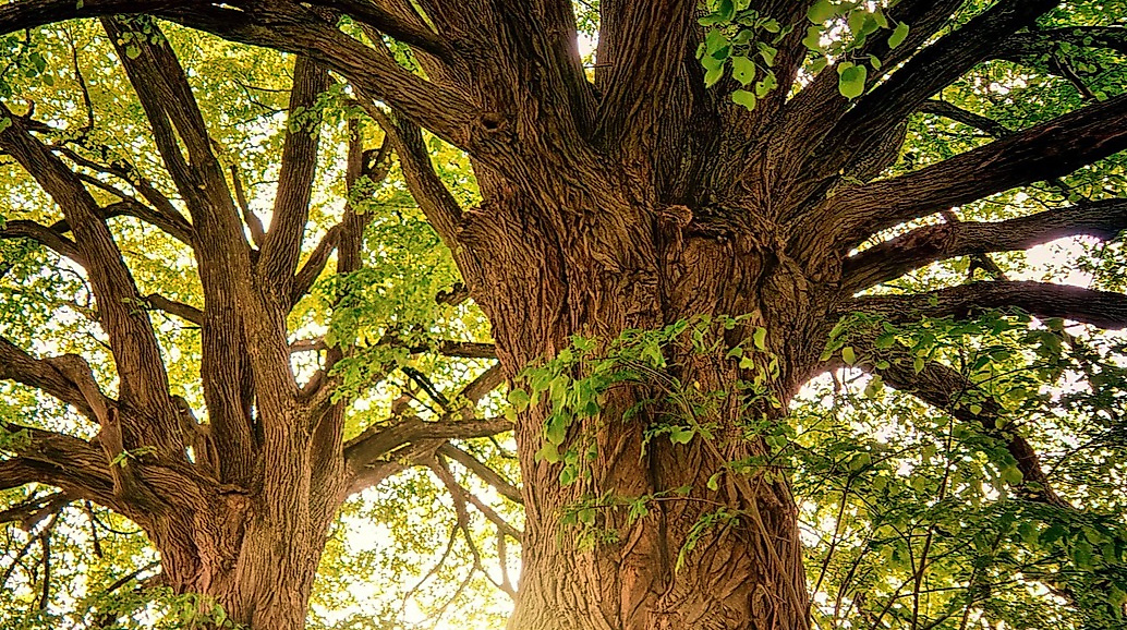 jplenio-trees-3822149_1920