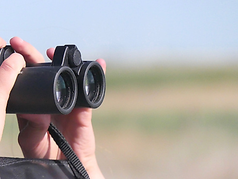 Führung: Die Vogelwelt im Meldorfer Speicherkoog