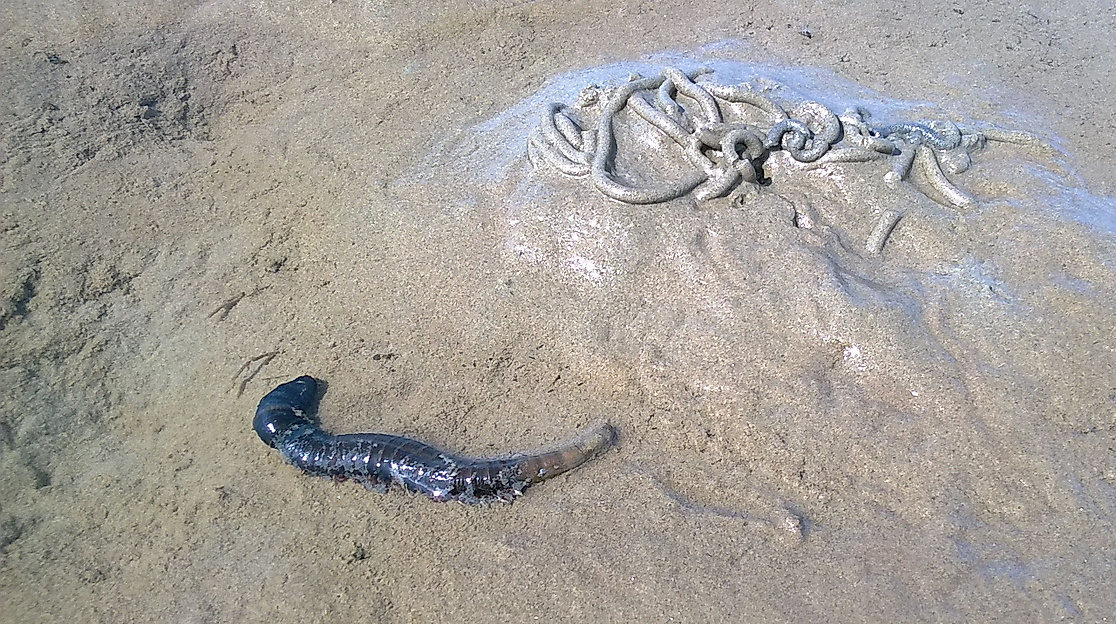 Wattwanderung "Bielshövensand"