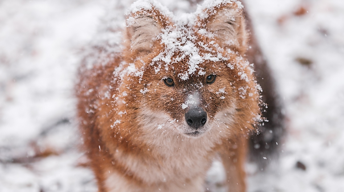 Bild Wintersafari (1)