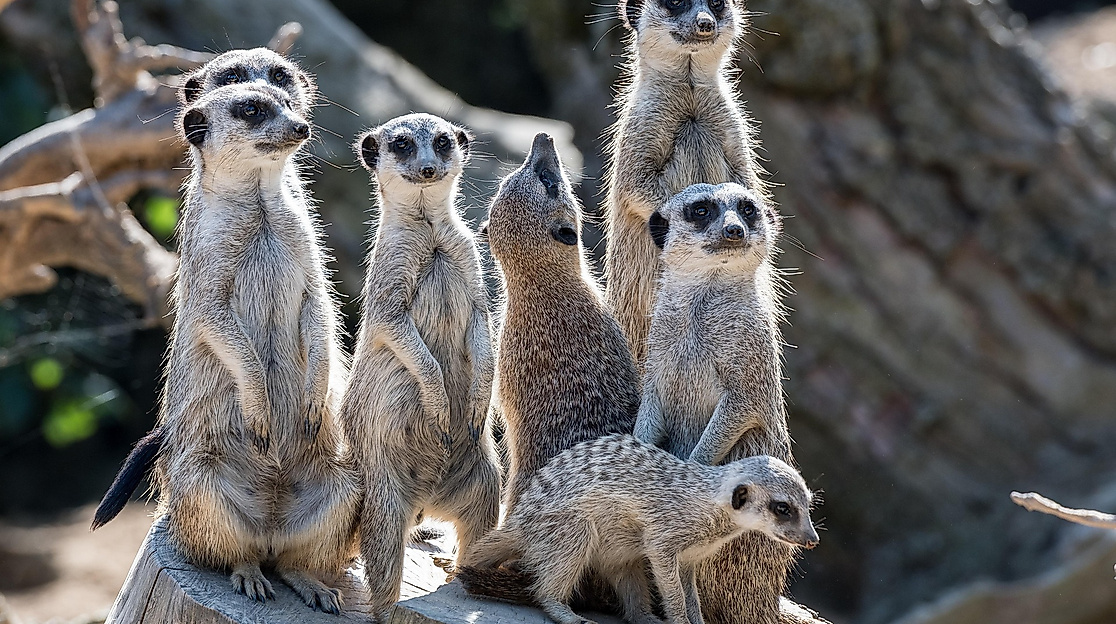 Jahreshauptversammlung