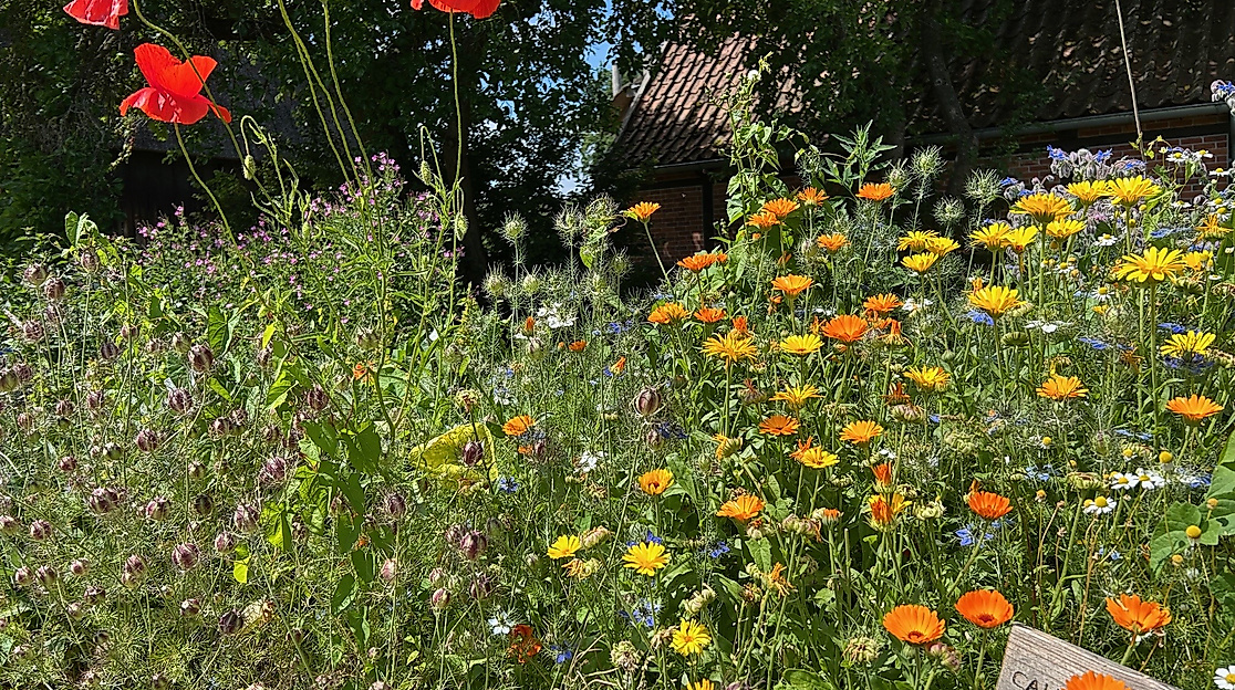 Wildblumen