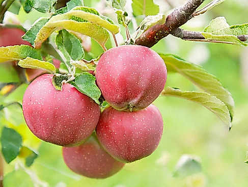apfeltagki_vak_2026