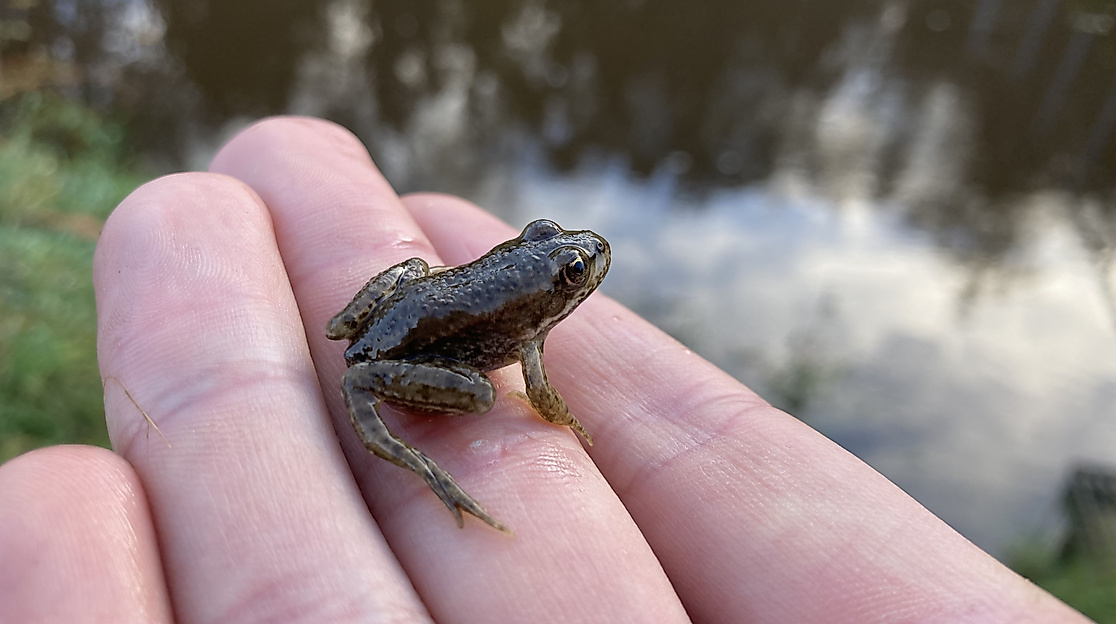 Froschkonzert