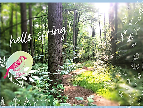 Waldbaden & Waldtherapie Hamburg - Waldimpuls-Hamburg