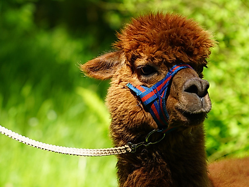 Alpaka-Wanderung durch die Heide