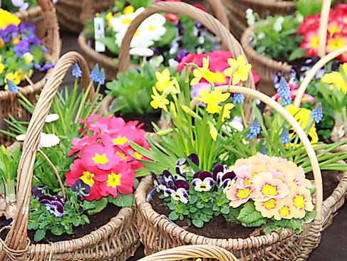 Verkaufsoffener Sonntag zum Frühlings- & Blumenmarkt