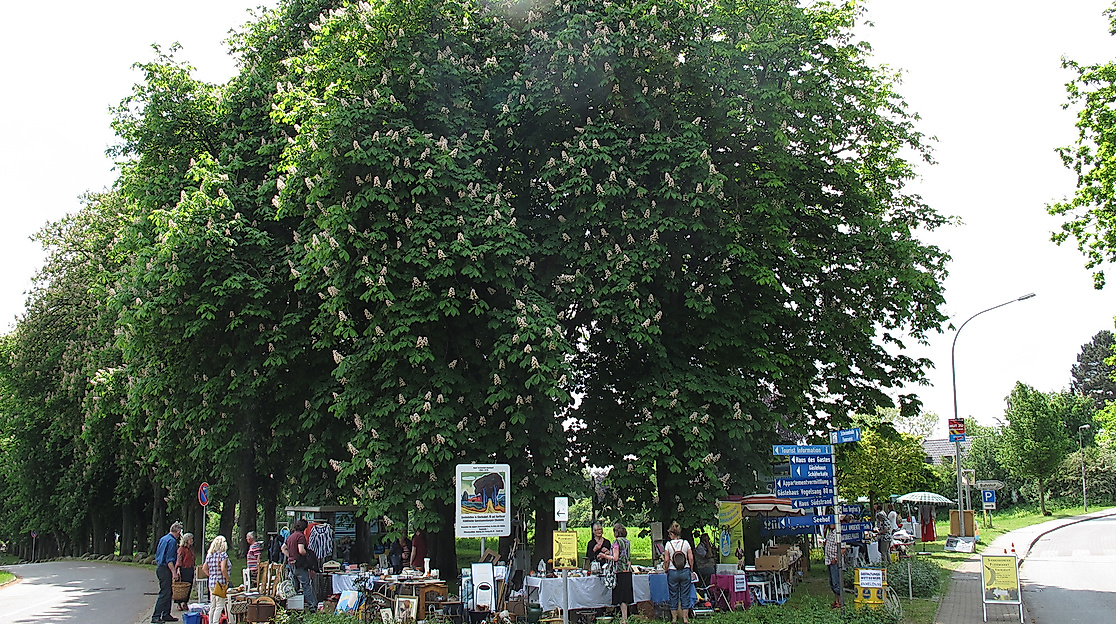 flohmarkt-sierksdorf2_cr_bananemuseum-sierksdorf-small_1