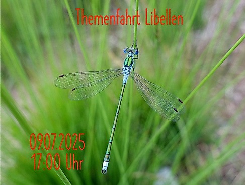 Themenfahrt Libellen