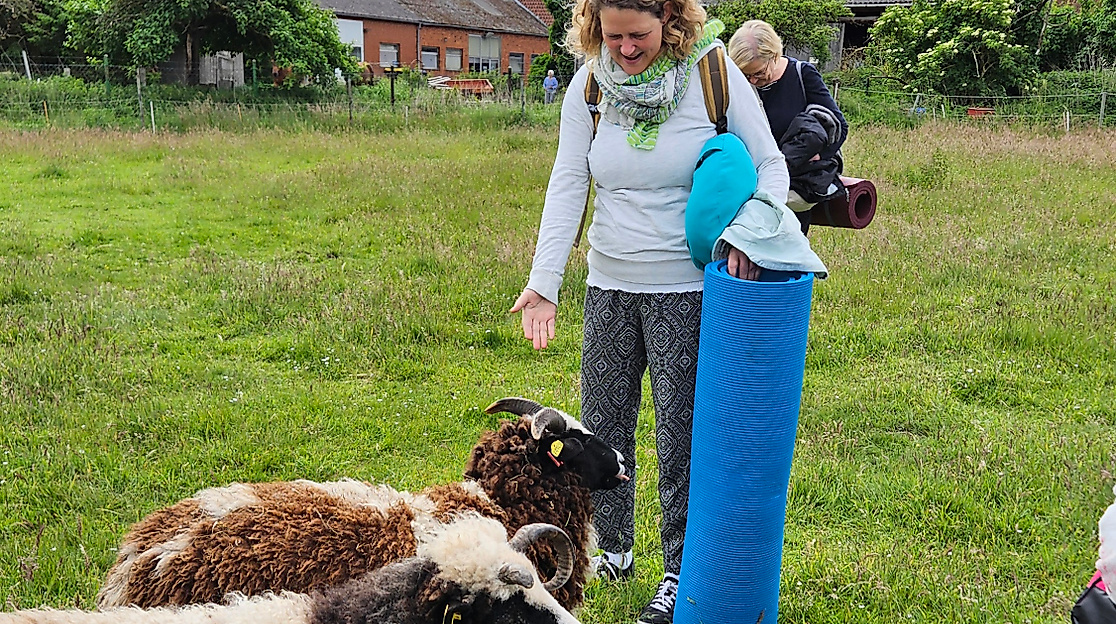 Yoga in der Schafherde