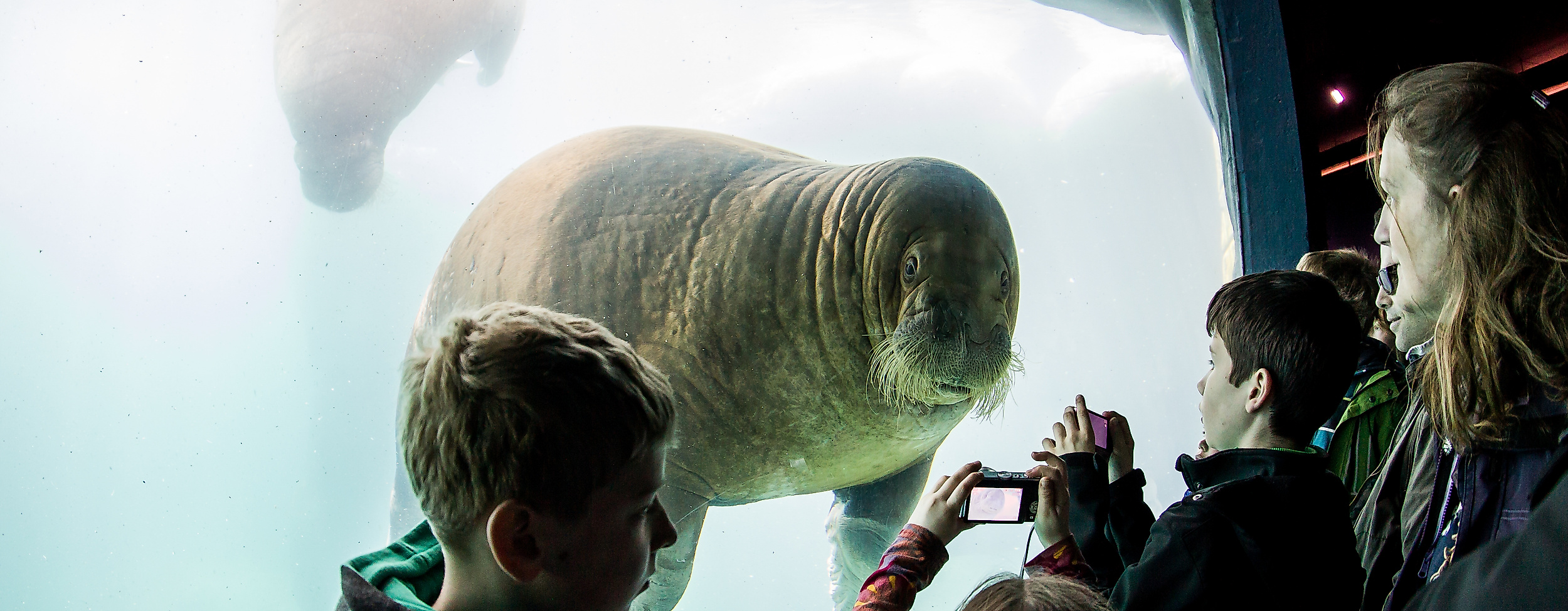 Eismeer im Tierpark Hagenbeck