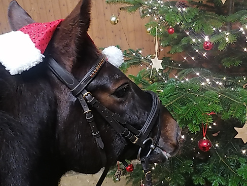 Neutral Bild Pferd mit Weihnachtsmütze u. Baum 1  CR Yvonne Hagenah