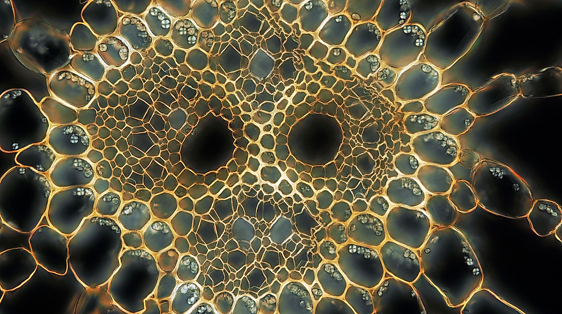 Hydrocharis morsus-ranae Ausläufer quer zentraler Leitbündelstrang