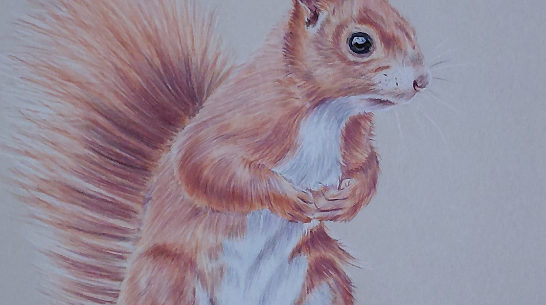 Zeichenworkshop: Eichhörnchen in Buntstift