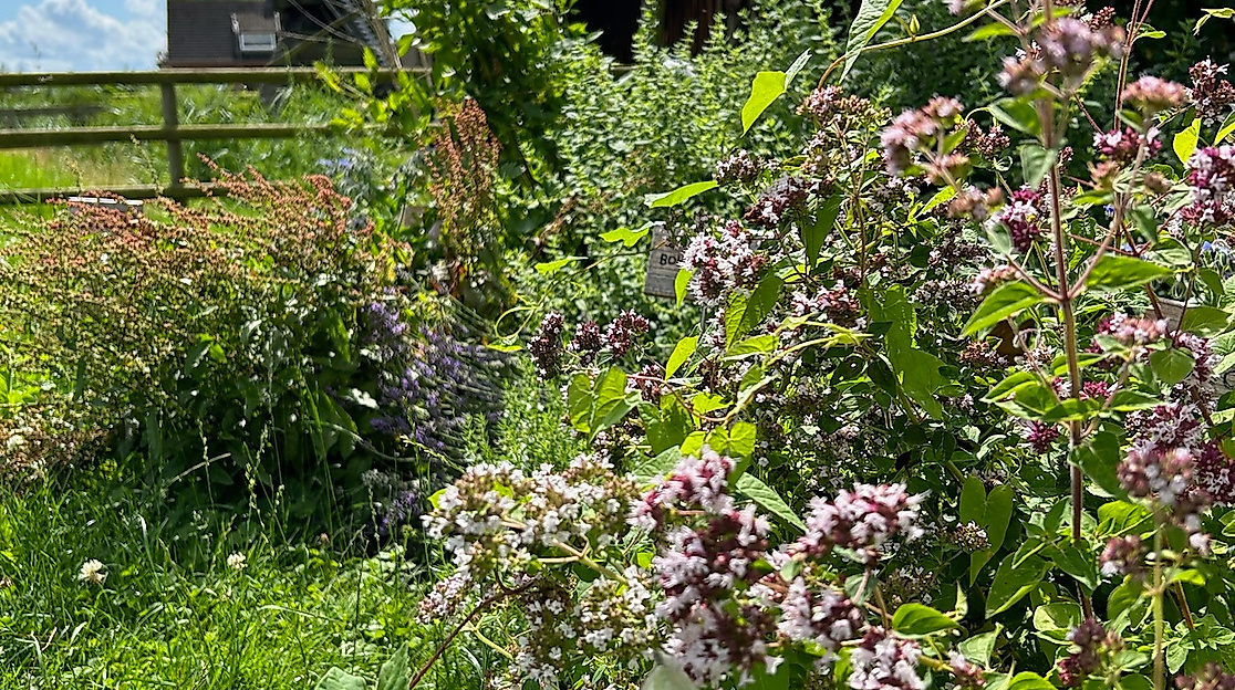 Kräutergarten im Rieck Haus