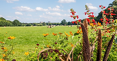 Blühende Sommerblumen am Rand einer großen Wiese im Hamburger Stadtpark unter blauem Himmel