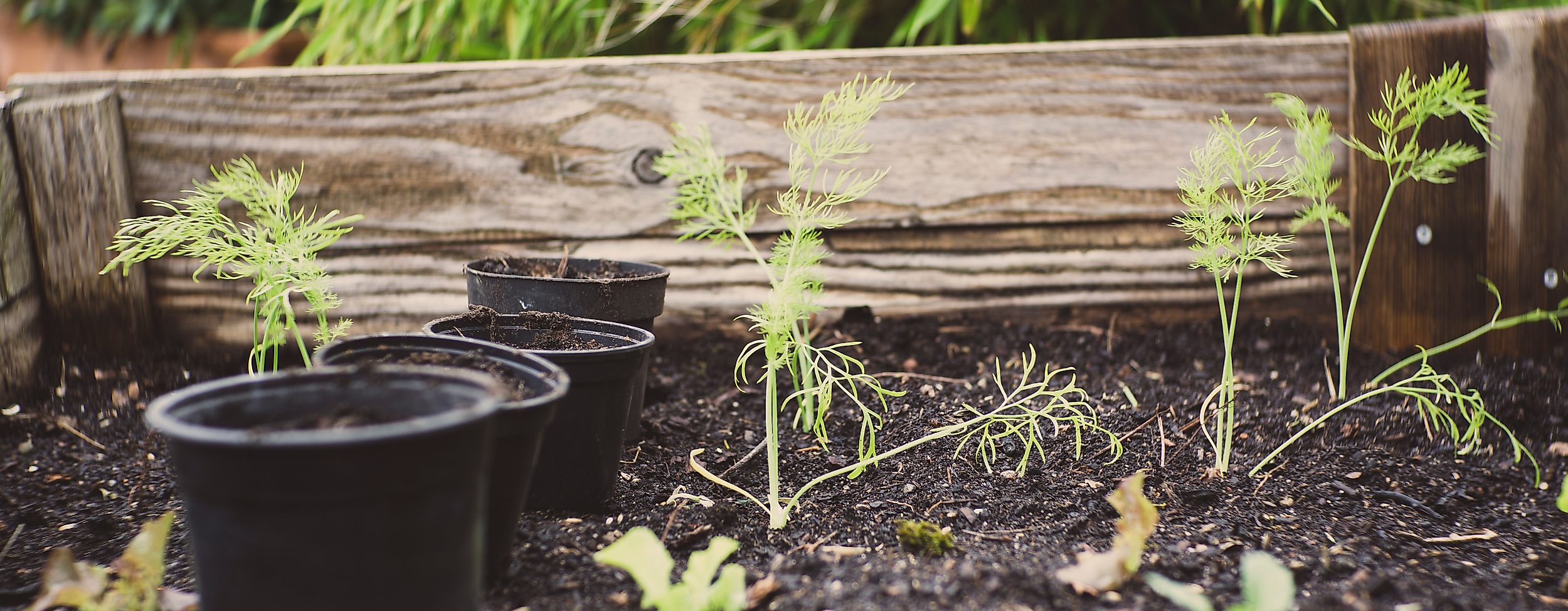 Urban Gardening