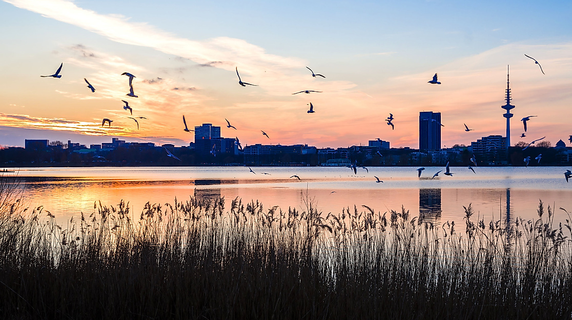 Außenalster im Winter bei Sonnenuntergang mit Schilf im Vordergrund, Vogelschwarm und Skyline mit Fernsehturm